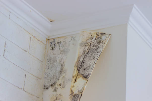 Environmental Consulting for Mold Prevention